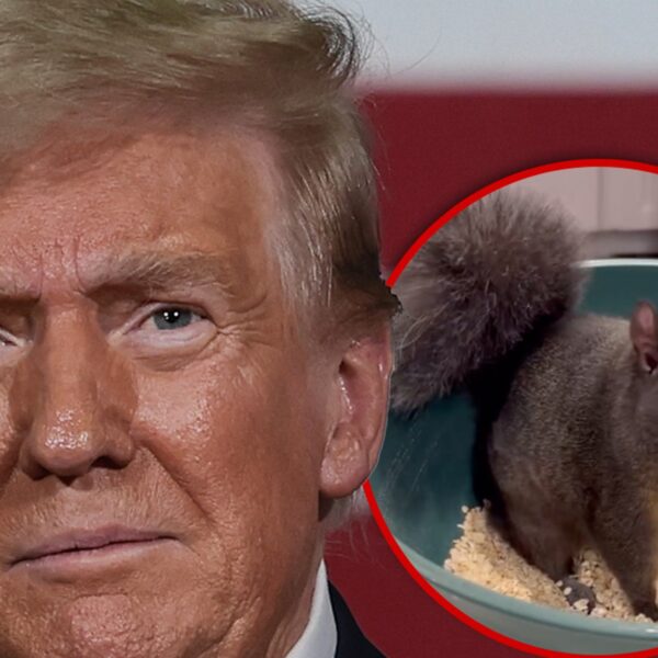 Fake Trump Statement on Peanut The Squirrel Makes Social Media Go Nuts