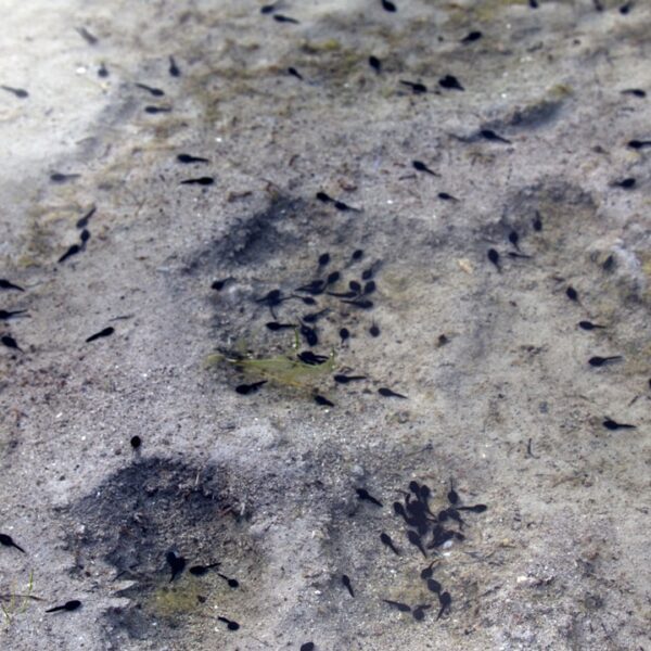 161 million-year-old tadpole fossil found in Argentina is the oldest ever discovered