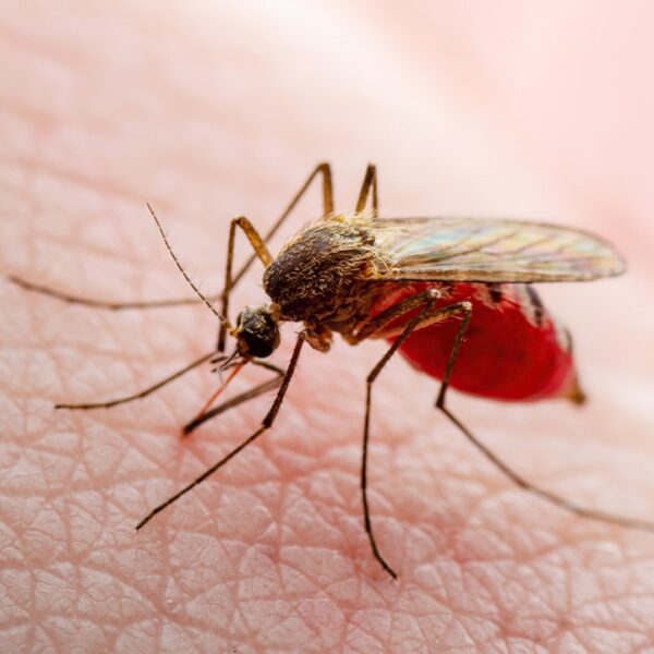 Texas information first regionally transmitted dengue fever case of 2024