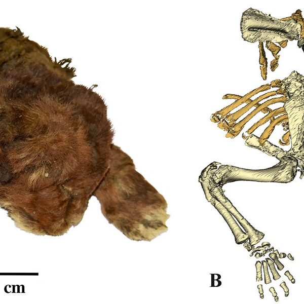 The mummy of a three-week-old saber-toothed cub stayed well-preserved over 35,000 years…