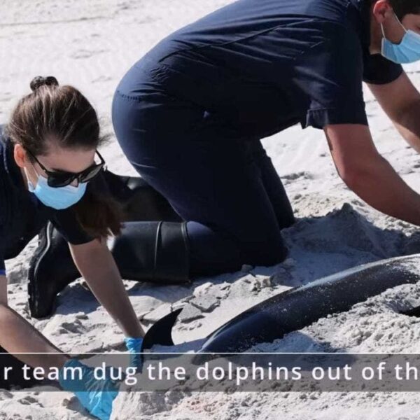 Four dolphins discovered lifeless on Mississippi’s Petit Bois Island