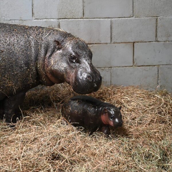 Zoo in Virginia launches ballot to call new child pygmy hippopotamus calf