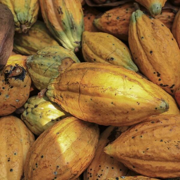 Cocoa caps 2024 as largest commodity winner. It’s not over but