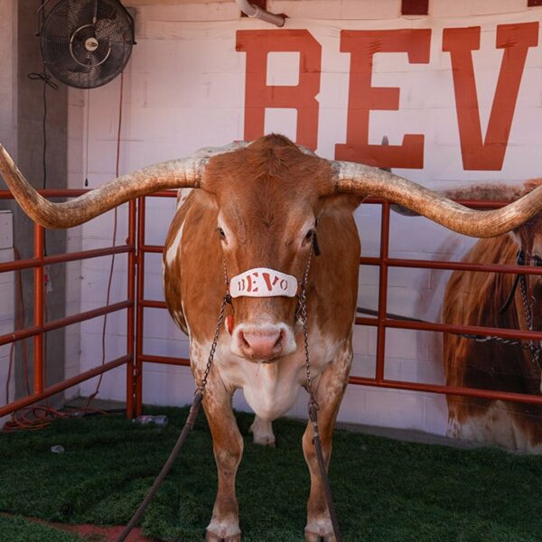 Texas Longhorns’ reside mascot, Bevo, barred from SEC championship