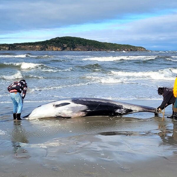 New Zealand scientists suspect specimen of world’s rarest whale died from head…