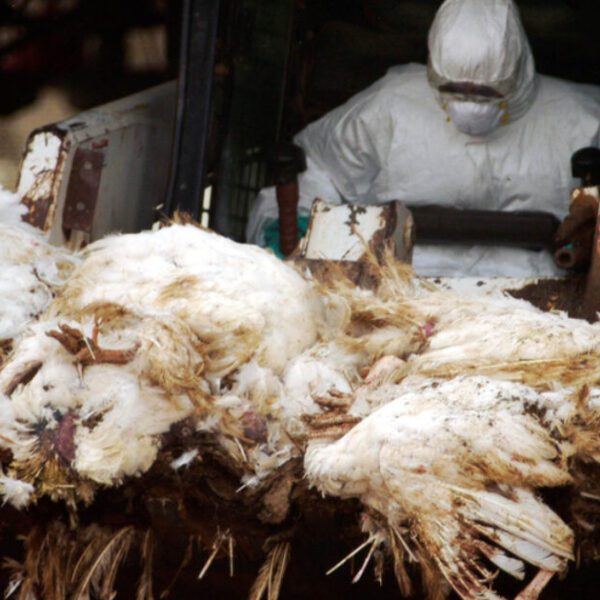 Here We Go Again: CDC Confirms First Severe Bird Flu Case with…