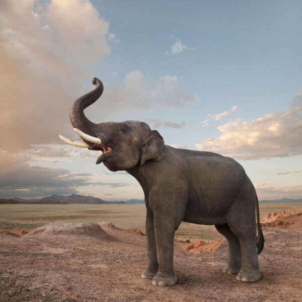 An Elephant In The Room With The Tripadvisor Majority Vote Holders (NASDAQ:TRIP)