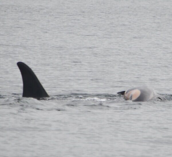 Orca That Carried Dead Calf for Weeks Appears to Be in Mourning…