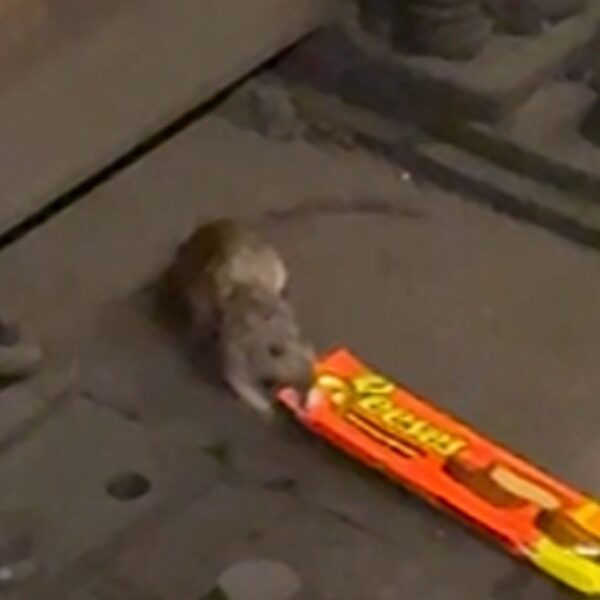 NYC Rat Filmed Dragging King-Size Reese’s Cups Across Subway Tracks, on Video