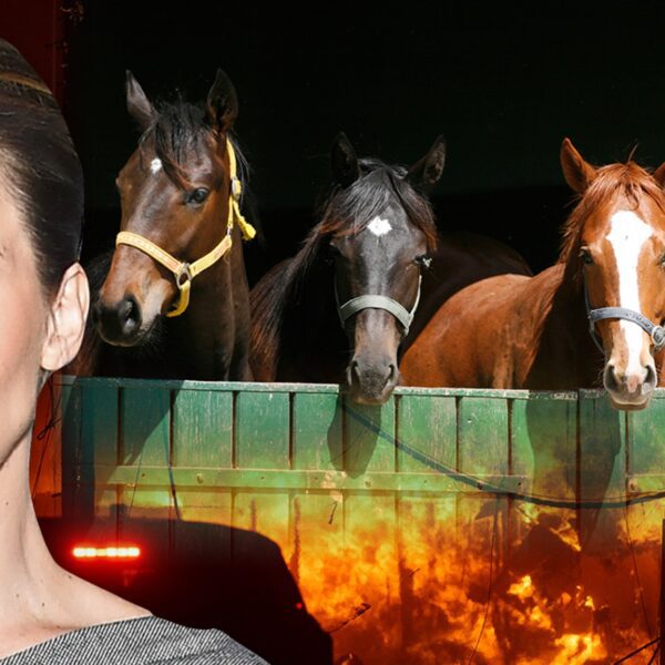 L.A. Wildfires Threatening Horses, Whitney Cummings Helping Evacuate Animals