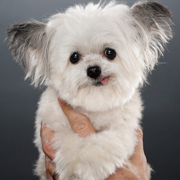 Norbert the Viral Therapy Dog Dead at 15