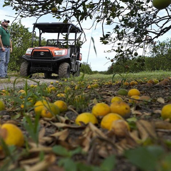 Florida’s signature crop is in disaster—key citrus grower to close down after…