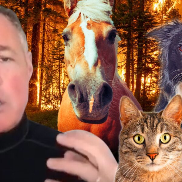 Jeff Corwin Calls Wildfires ‘Catastrophe’ for Mountain Lions, Condors, Bears