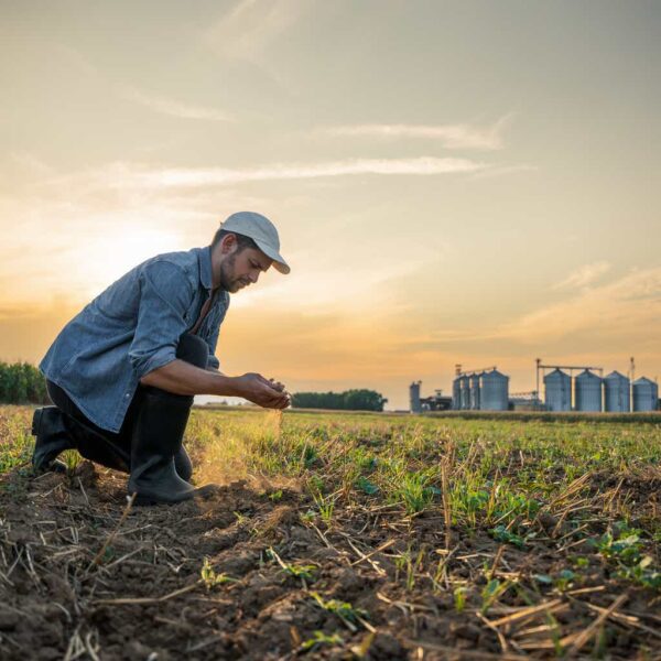 WASDE Update: U.S. Corn And Soybean Output Estimates Cut