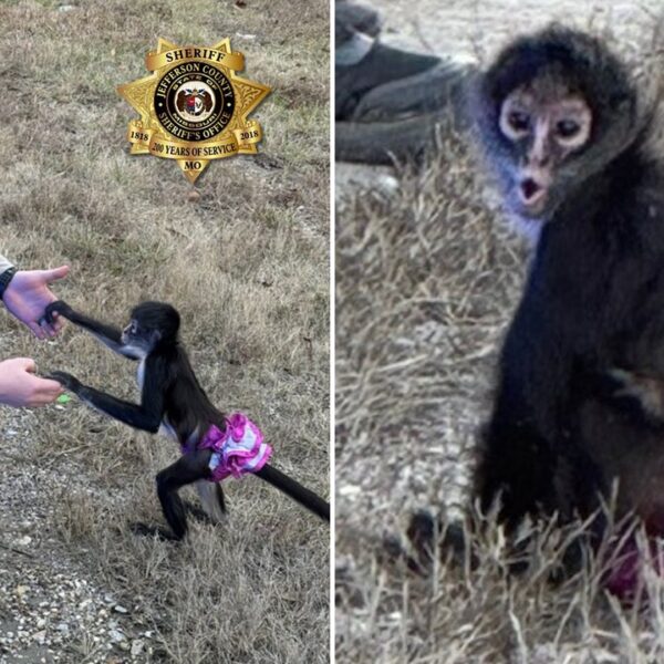 Tutu-wearing monkey picked up close to freeway in ‘bananas state of affairs’