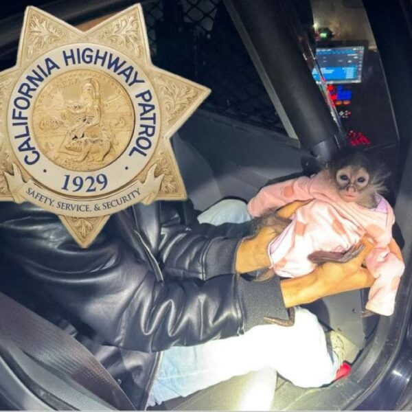 California Highway Patrol will get in some monkey enterprise throughout routine cease