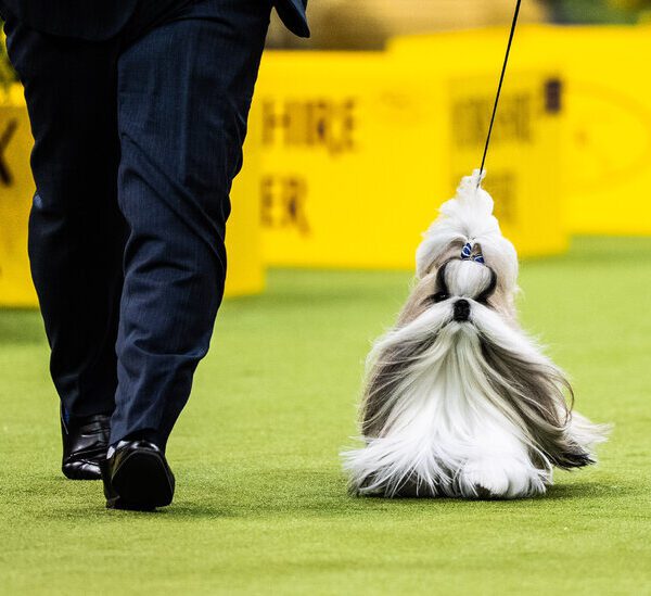 How to Watch the 2025 Westminster Dog Show