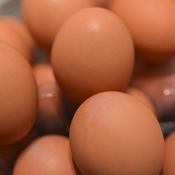 U.S. eggs costs hit an all-time document of $4.95, and aid will…