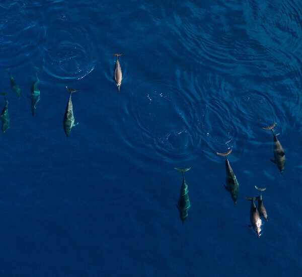 Why These Islanders Hunt Dolphins