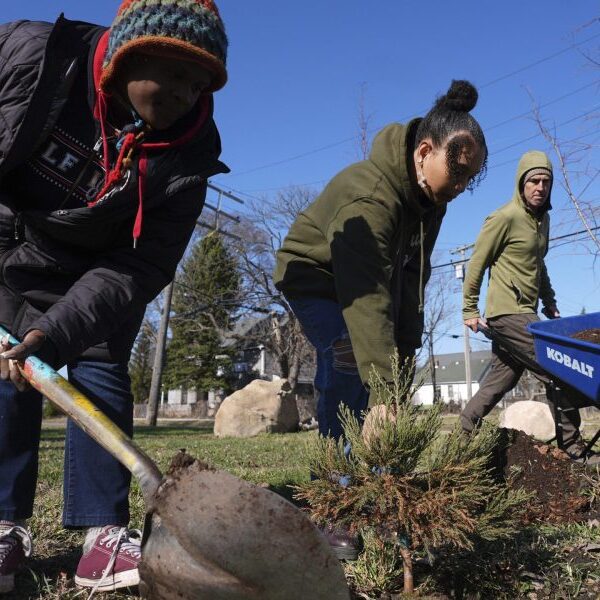 Detroit’s eastside is being changed into a forest of sequoias native to…