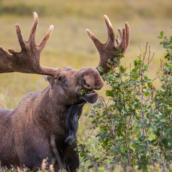 Stop doomscrolling and watch the ‘Great Moose Migration’ livestream