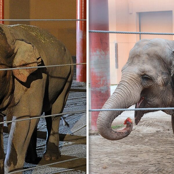 L.A. Zoo Elephants Billy, Tina Transferred to Tulsa Zoo Under Cover of…
