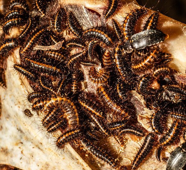 Behind a Museum Door, These Beetles Are Eating Flesh for Science