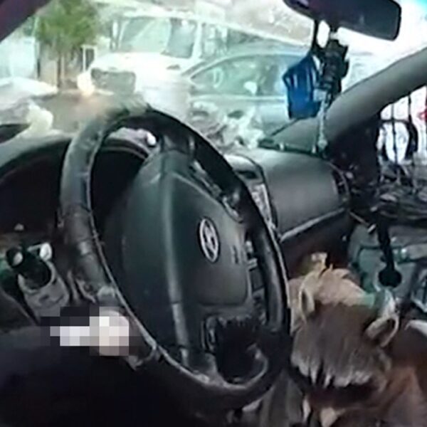 Raccoon Grabs Pipe & Puts it to Mouth During Woman’s Arrest, on…