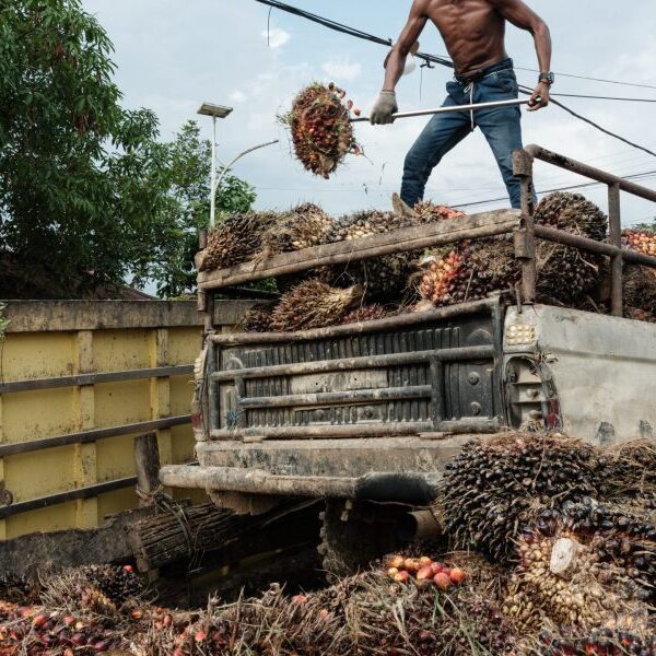 Wilmar palms over $729M as ‘safety deposit’ over Indonesia palm oil corruption…