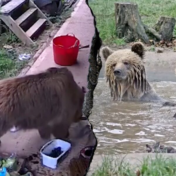 Young bears escape wildlife park enclosure, head straight for snacks