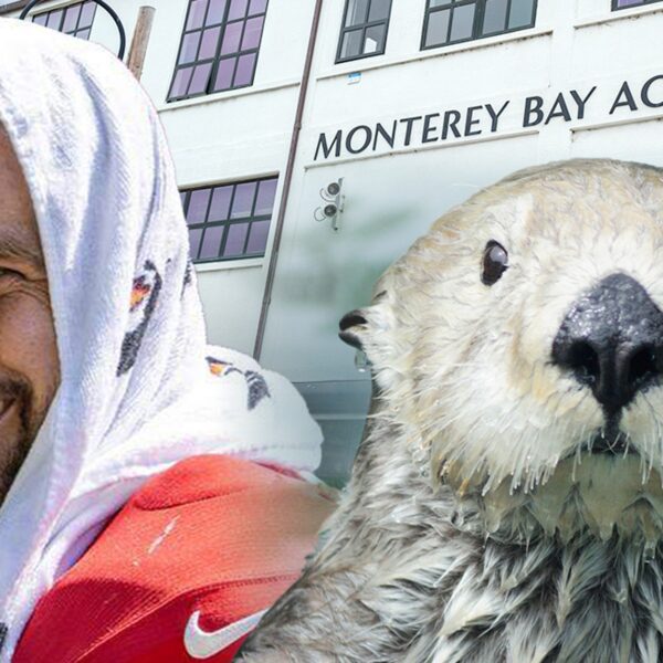 Travis Kelce Gets Famed Aquarium Invite After Sea Otter Love Confession