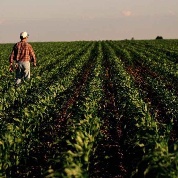 Rural America is struggling an financial disaster as crop costs plunge