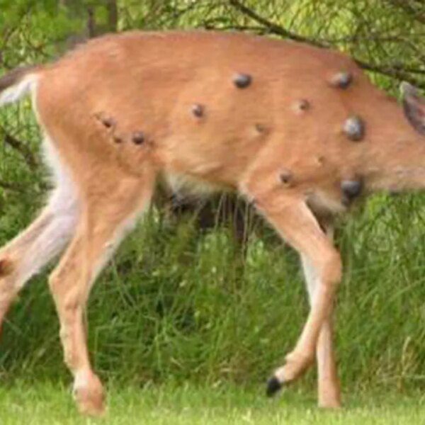 ‘Frankenstein’-like deer with warts showing in viral social media pictures