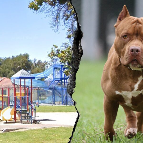 Woman killed in canine assault at San Bernardino park, 14 canines eliminated