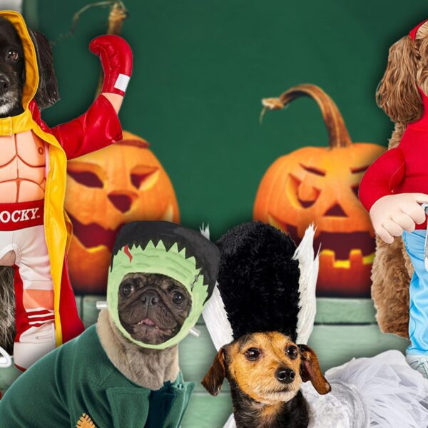 The Best Halloween Costumes for Pets In 2025