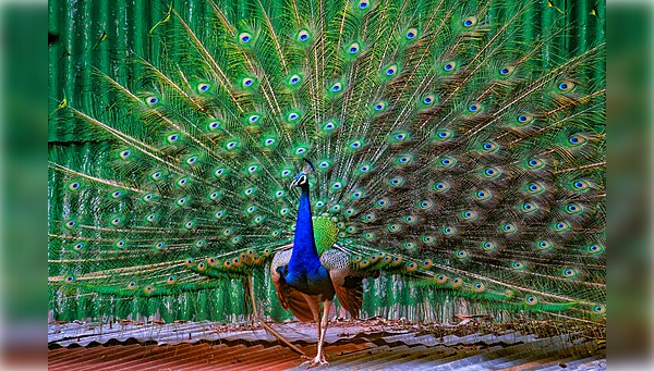 Bizarre: Florida Man Arrested After Killing and Eating His Pet Peacocks |…