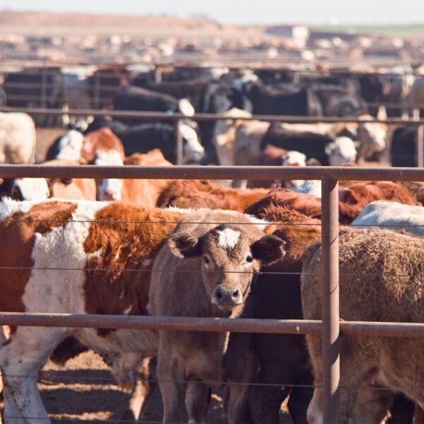 Mexico studies screwworm case close to US border in Nuevo Leon cattle