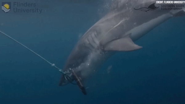 Scientists take a look at bite-resistant wetsuit supplies on white and tiger…