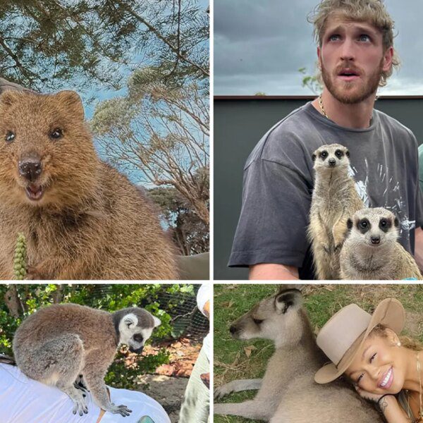 Wildin’ Out Celebs With Exotic Animals for World Animal Day!