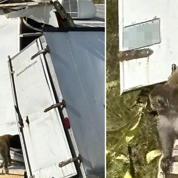 Herpes-Infected Monkey On The Run After Truck Crash In Mississippi