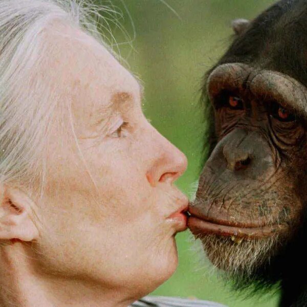 Jane Goodall, famed chimpanzee researcher and environmental advocate, dies at 91