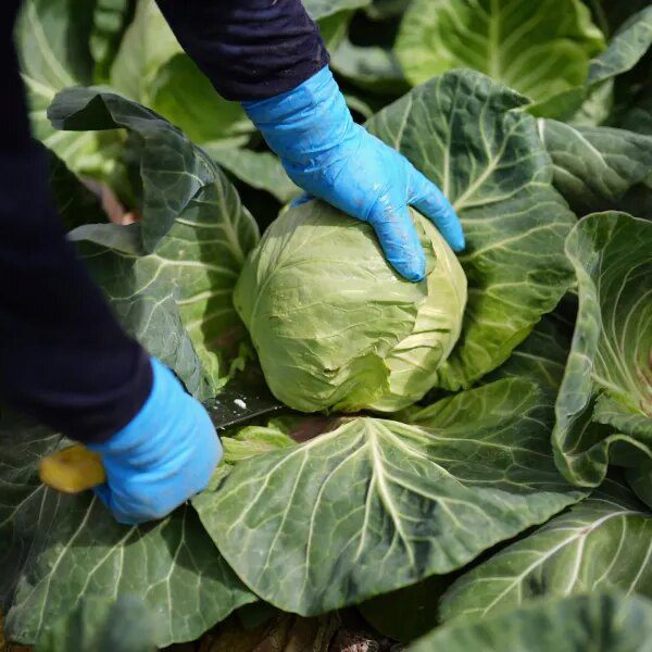 Scientists say consuming a plant-based eating regimen might save 15 million deaths…