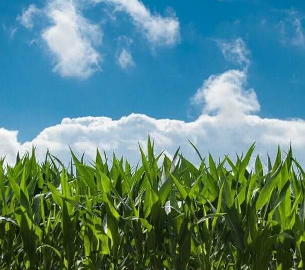 Corn Posting Thursday Gains – Investorempires.com