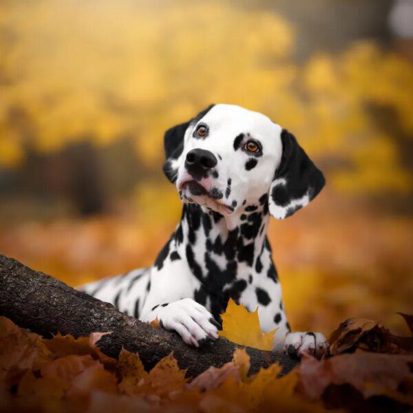 What’s Updog? Datadog’s new software tells you which ones apps are down