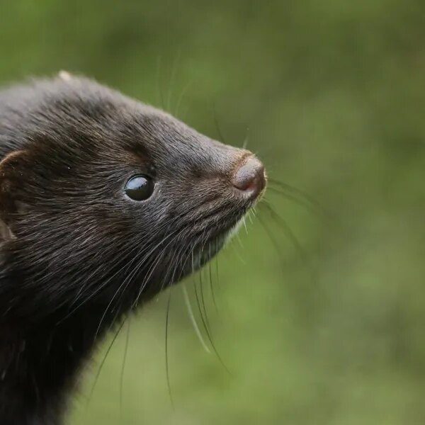 Iowa farmers scramble to seize 1000’s of mink launched in ‘terrorist act’…