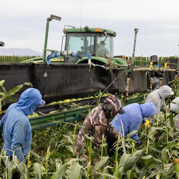 Trump’s Labor Department admits immigration crackdown dangers ‘provide shock-induced meals shortages’