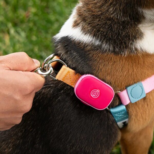 Life360 ventures into pet tech with the launch of a brand new…