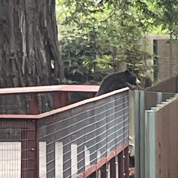Wild bear visits Sequoia Park Zoo in California, delights employees members