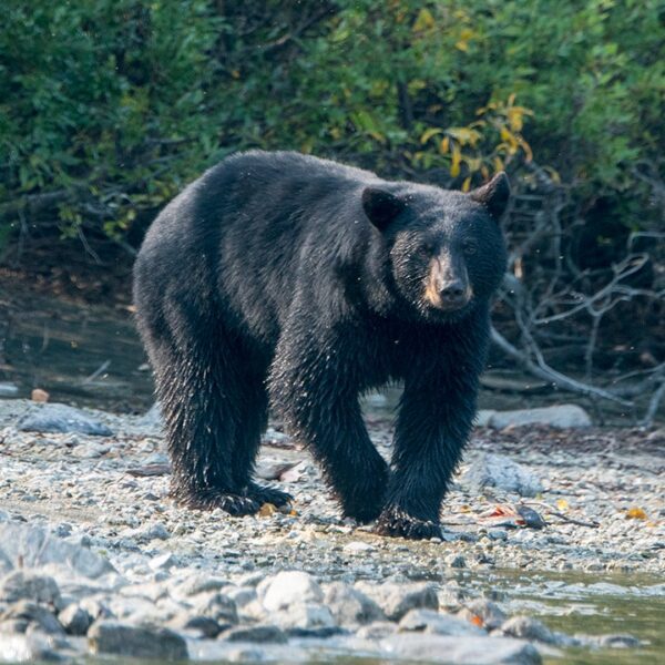 Man dies from suspected bear assault days after texting household images of…