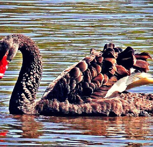 BRITISH FOWL PLAY: Black Swan Exiled from Shakespeare’s Hometown After Terrorizing Visitors…